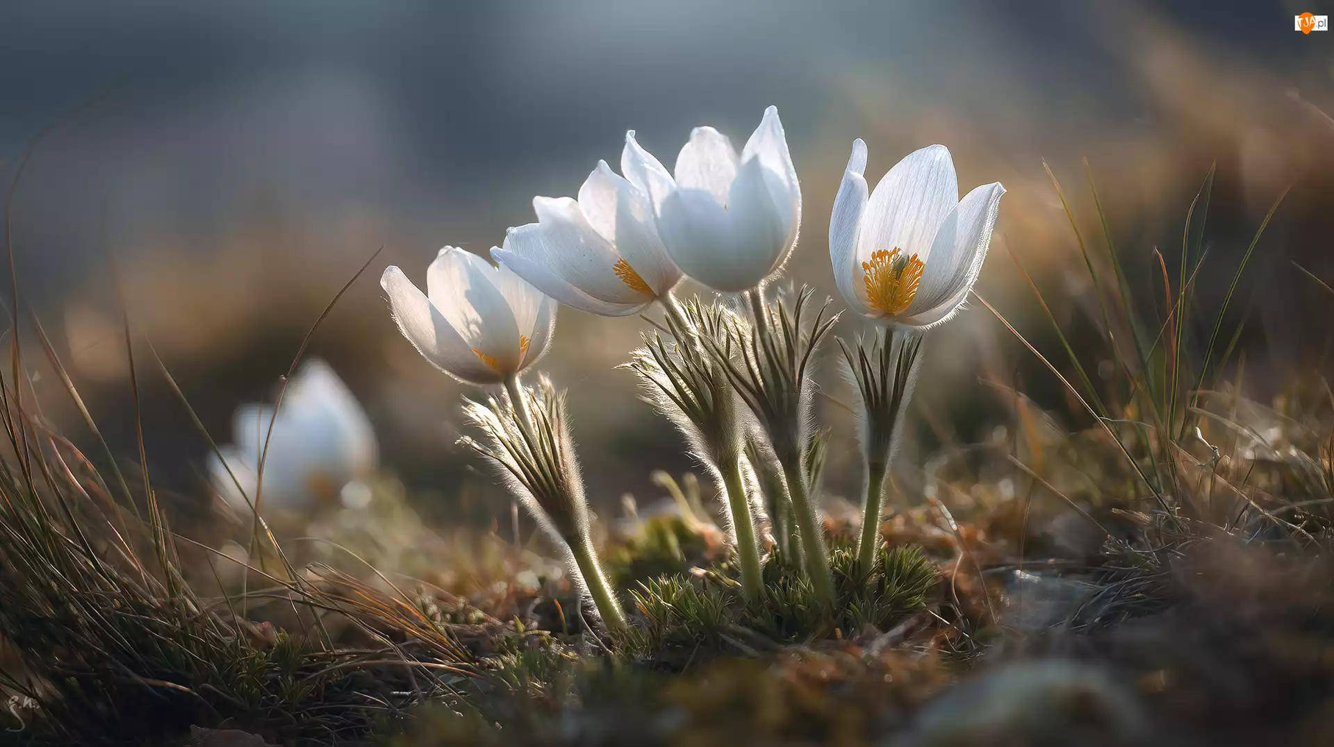 Grafika AI, Białe, Sasanki, Kwiat