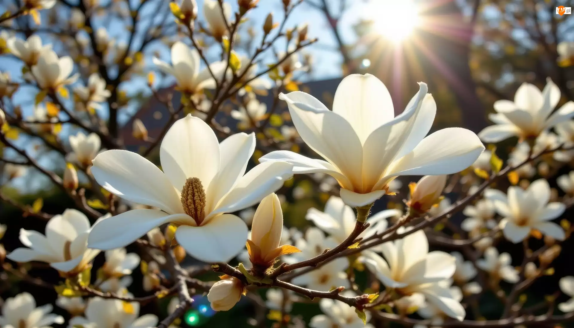 Krzew, Magnolia, Kwiaty, Promienie słońca, Białe, Gałązki