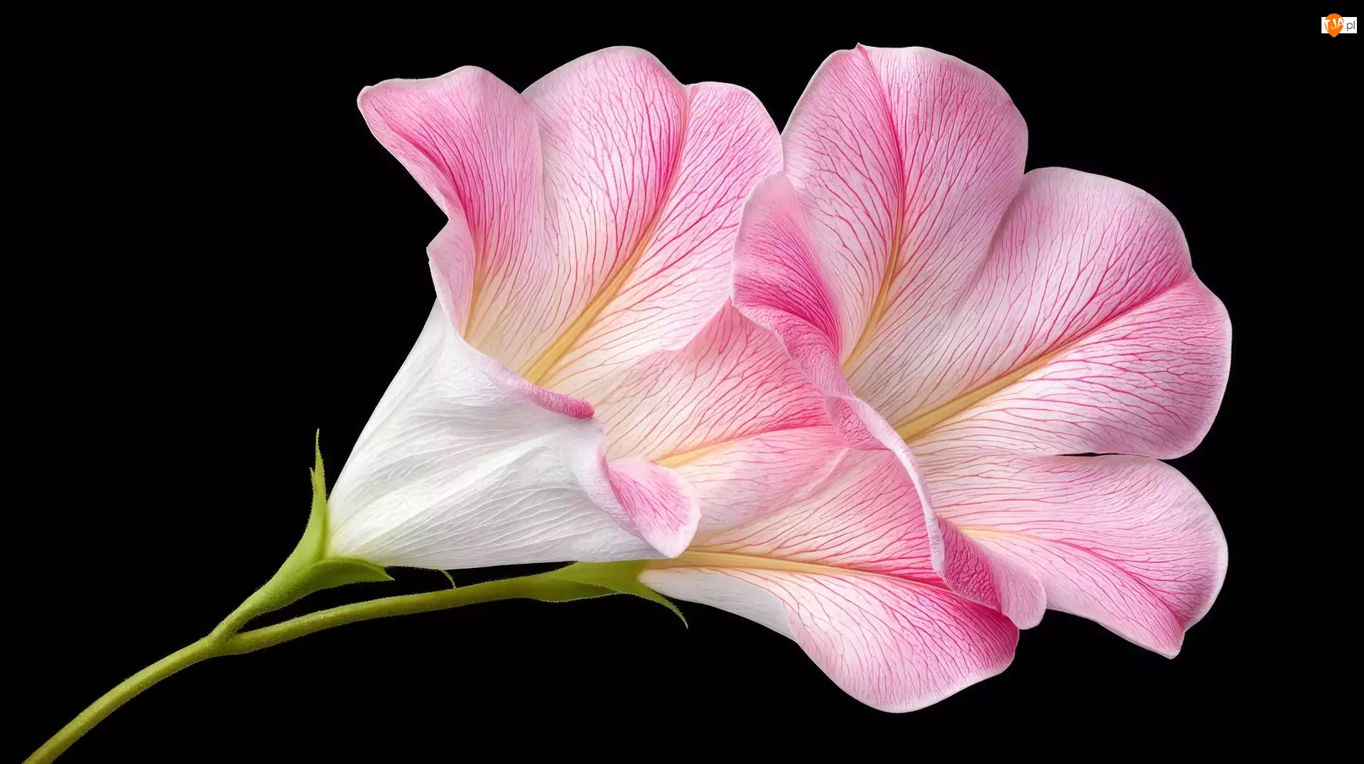 Czarne, AI, Jasnoróżowy, Kwiat, Tło