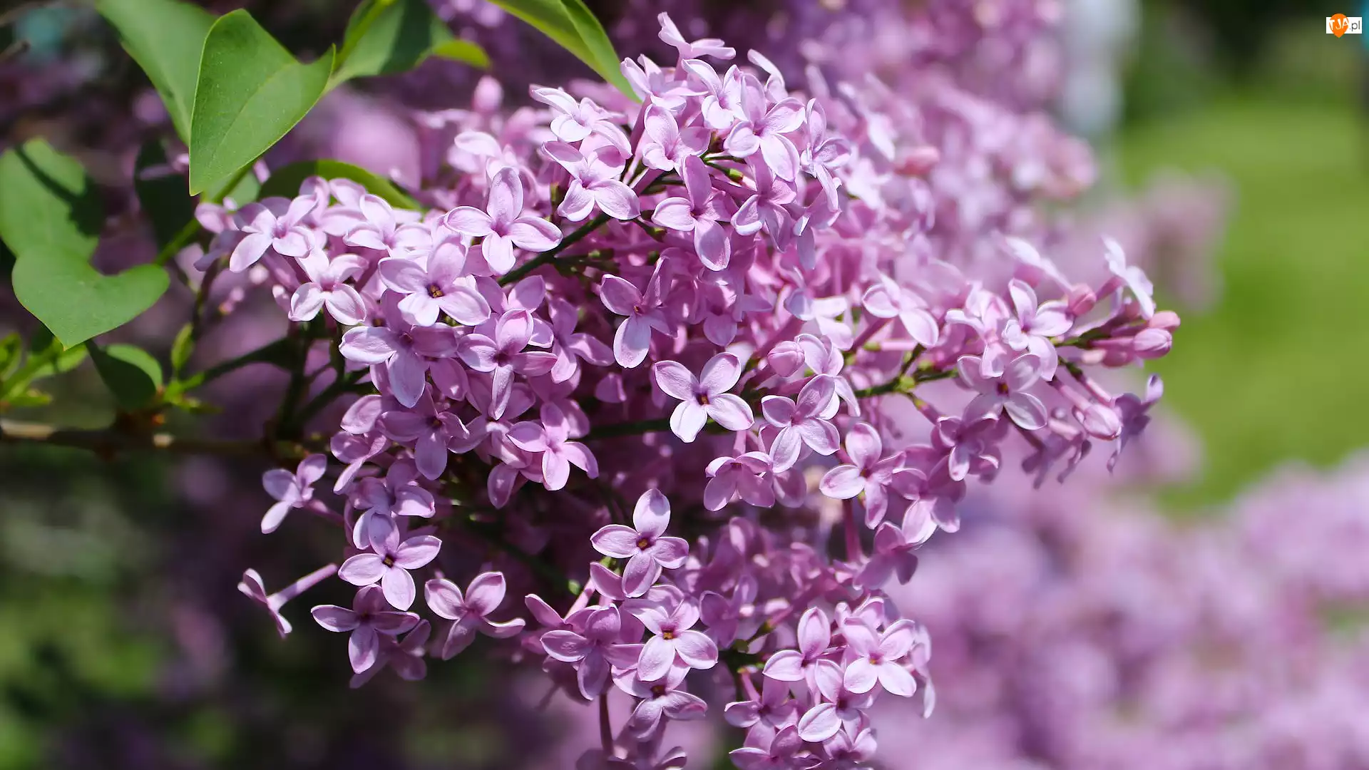 Bez, Zbliżenie, Jasnofioletowy, Kwitnący, Lilak