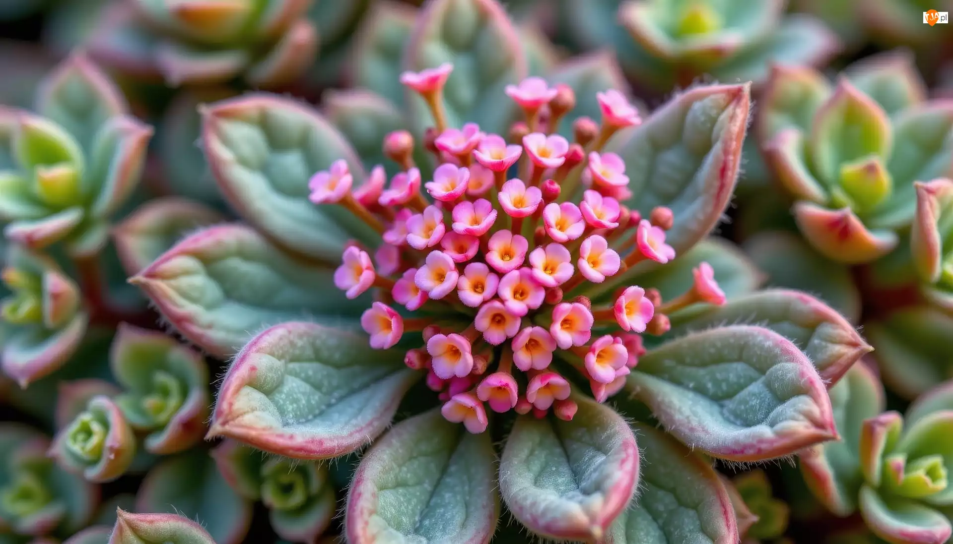 Kwiaty, Listki, Drobne, Różowe, Mięsiste