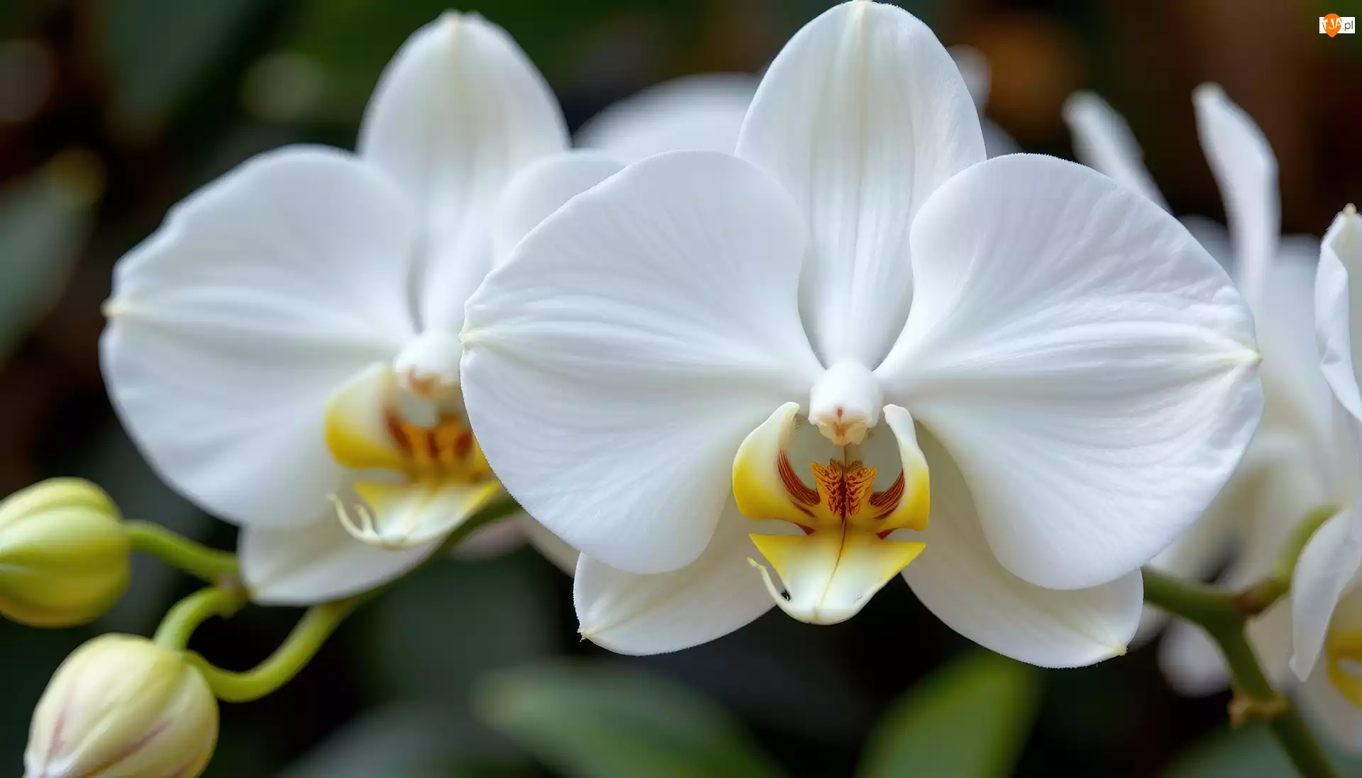 Grafika AI, Storczyk, Białe, Kwiaty