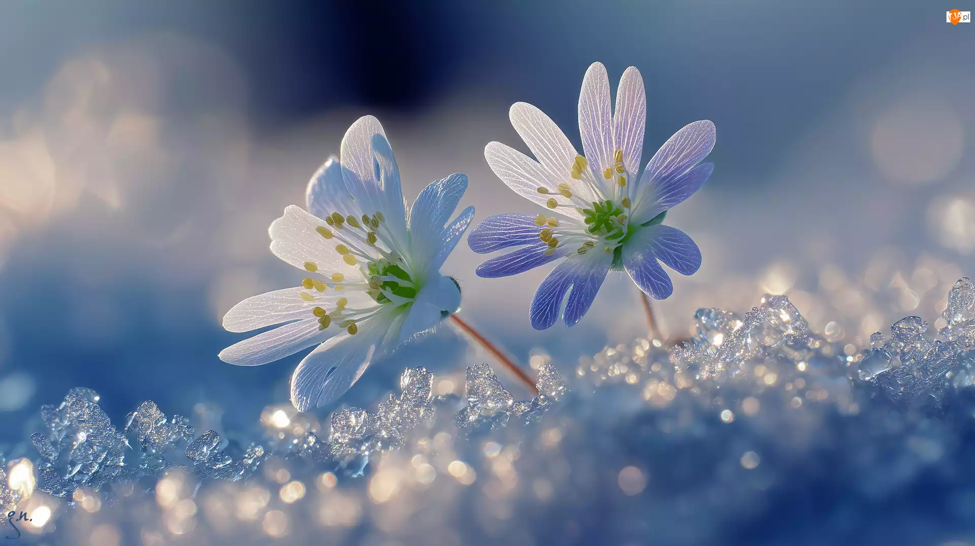 Grafika AI, Dwa, Kwiaty, Śnieg