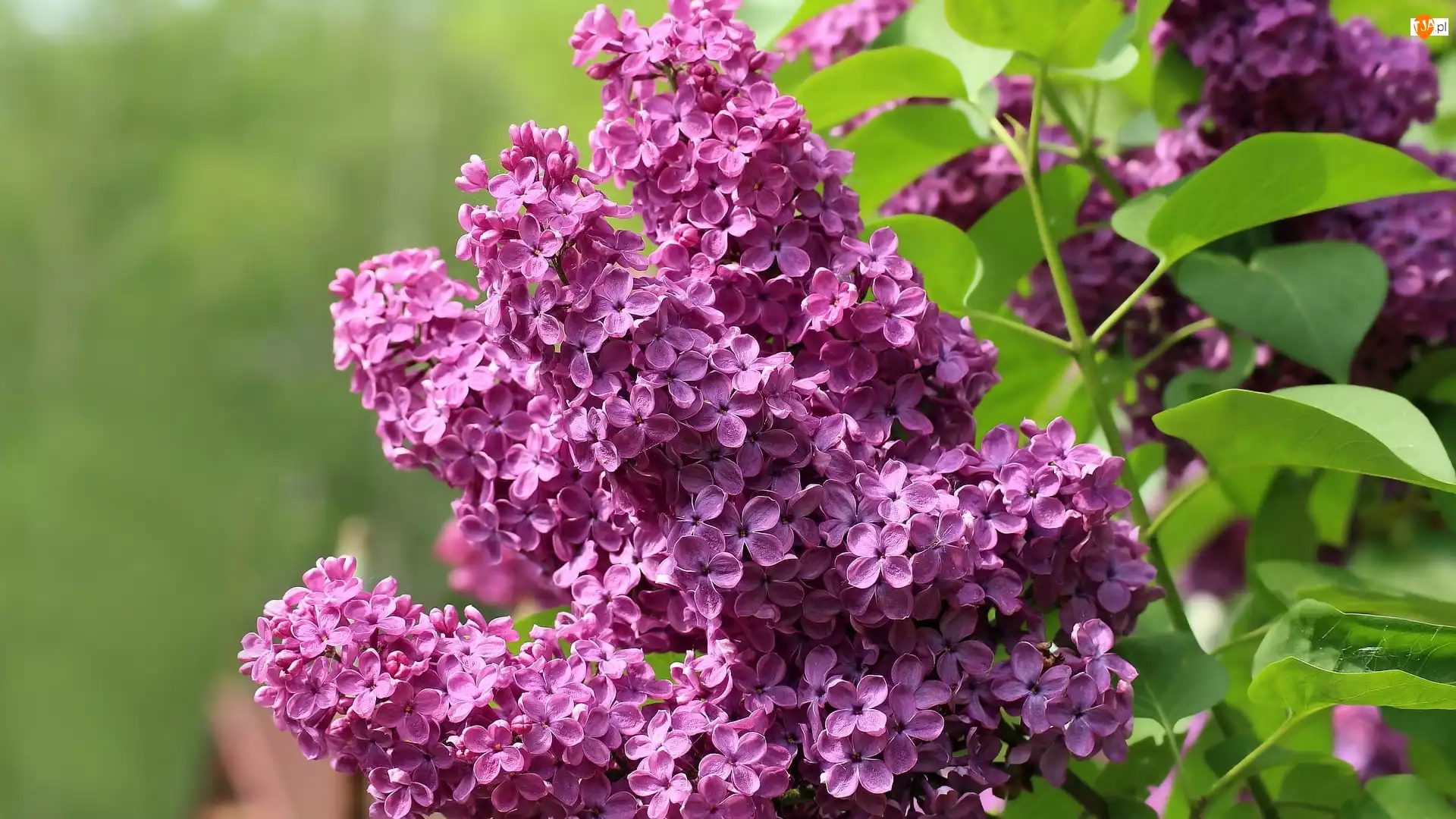 Lilak, Liście, Jasnofioletowy, Kwitnący, Bez