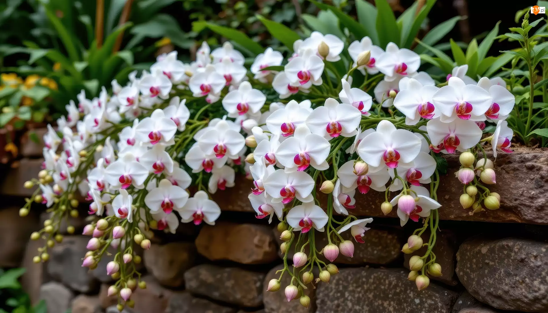 Kamienie, Kwiaty, Storczyki, Murek