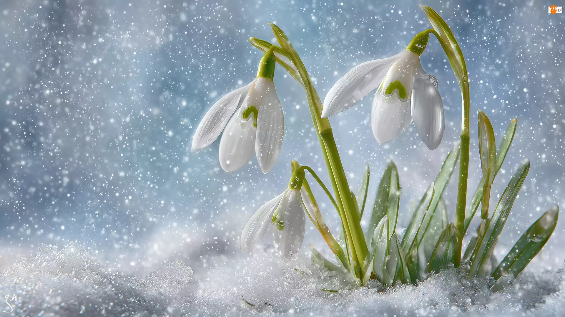 Grafika AI, Przebiśniegi, Śnieg