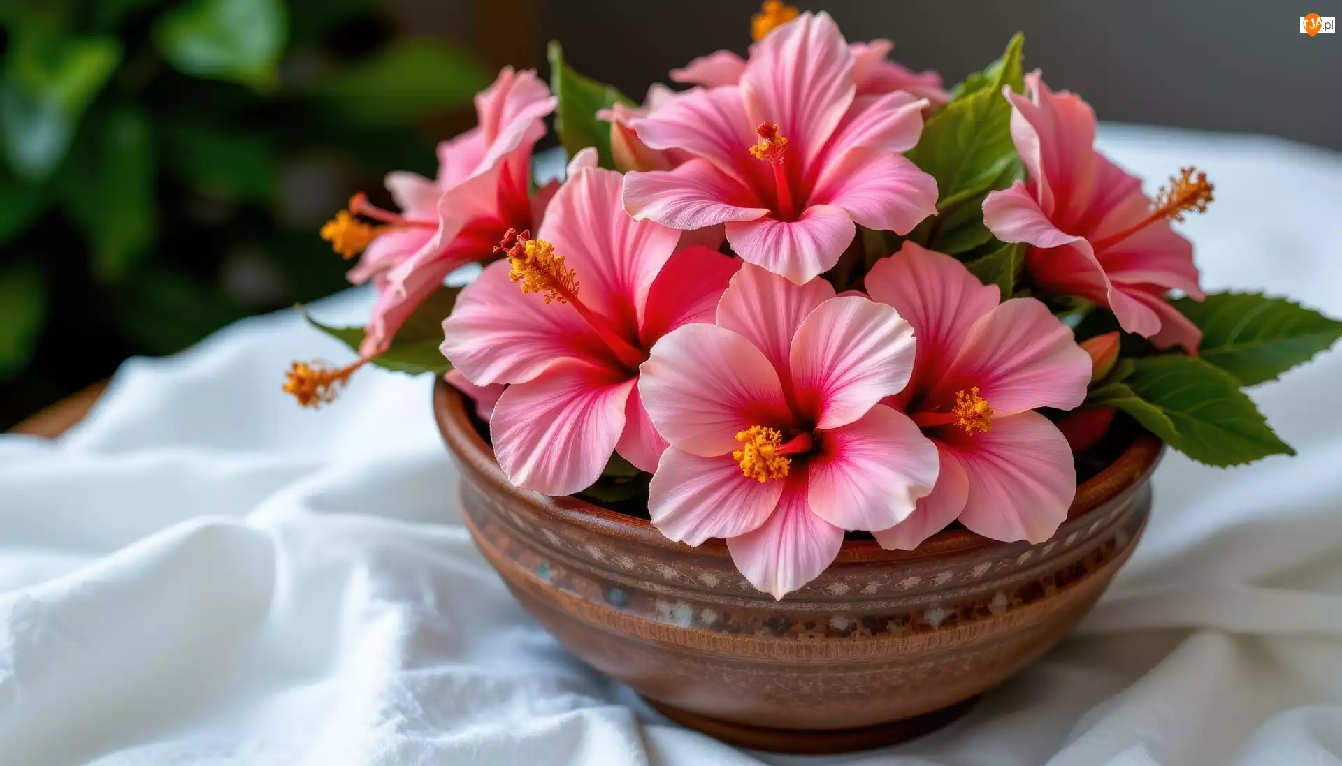 Hibiskus, Różowe, Kwiaty