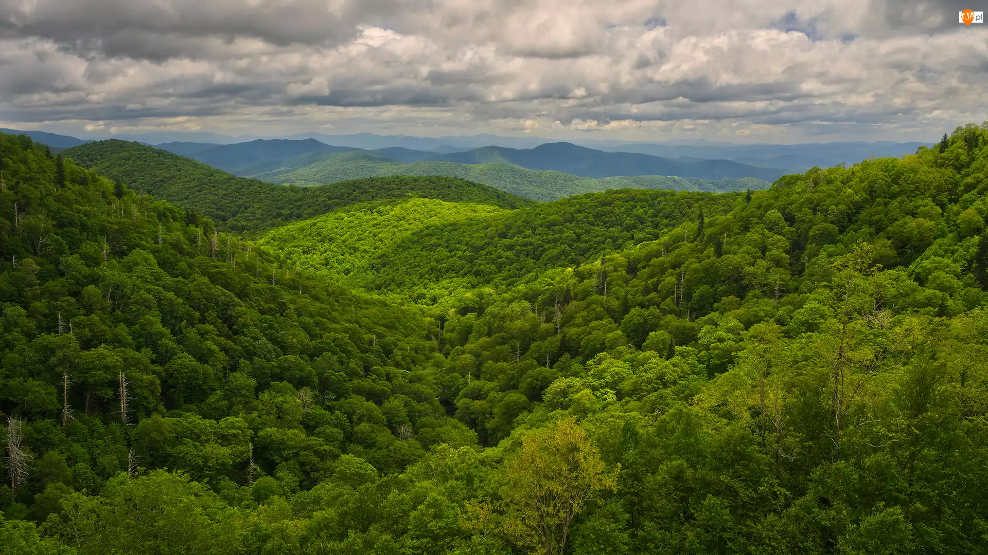 Drzewa, Góry, Wzgórza, Zielone, Zalesione