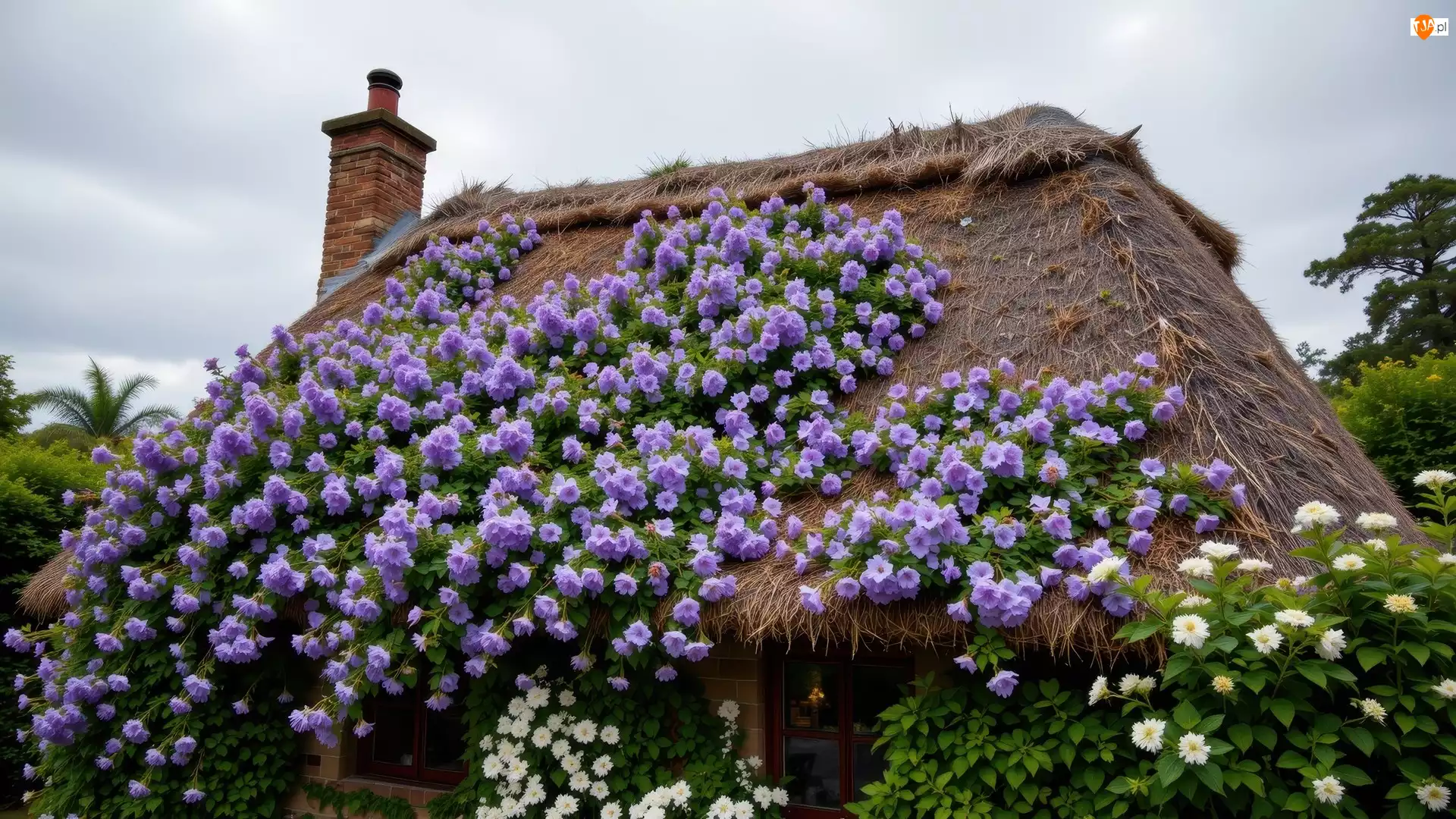 Kwiaty, Stary, Fioletowe, Dach, Dom, Białe, Komin, Strzecha