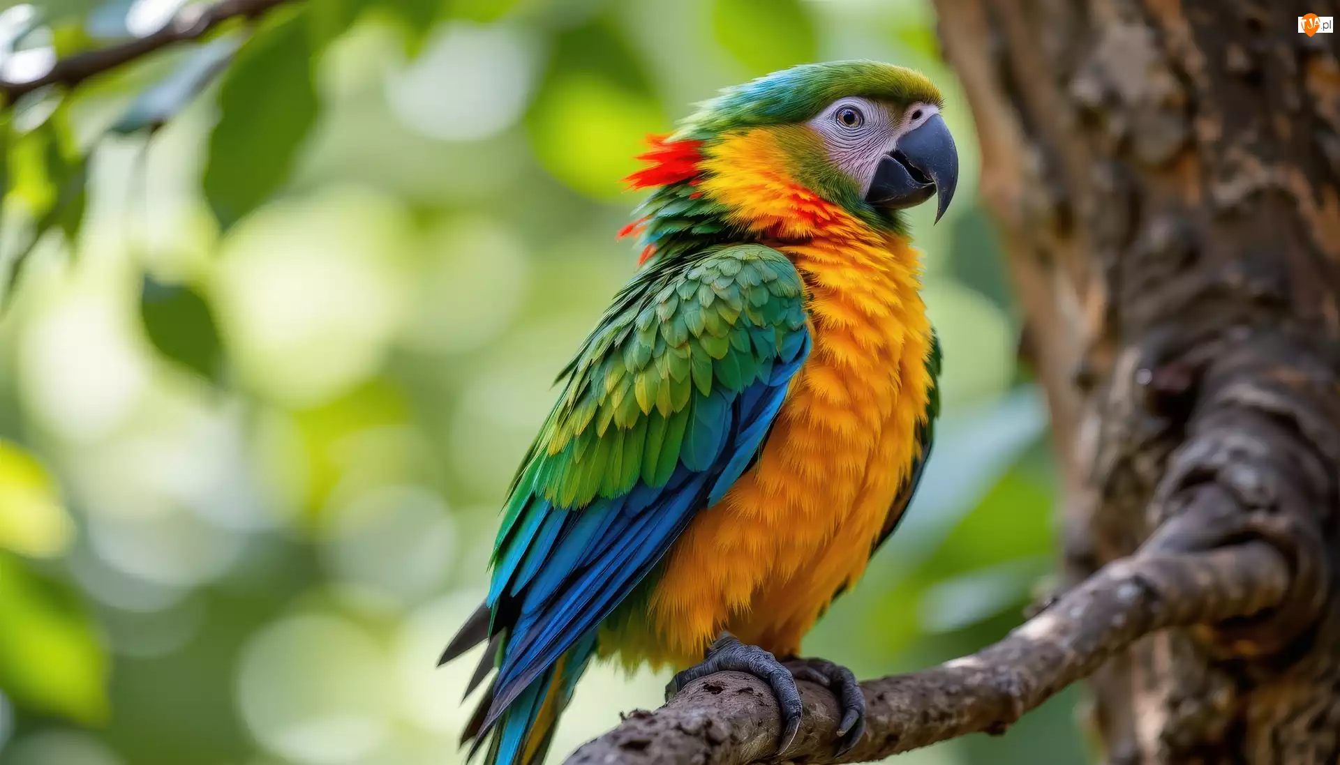 Drzewo, AI, Papuga, Kolorowa, Gałązka