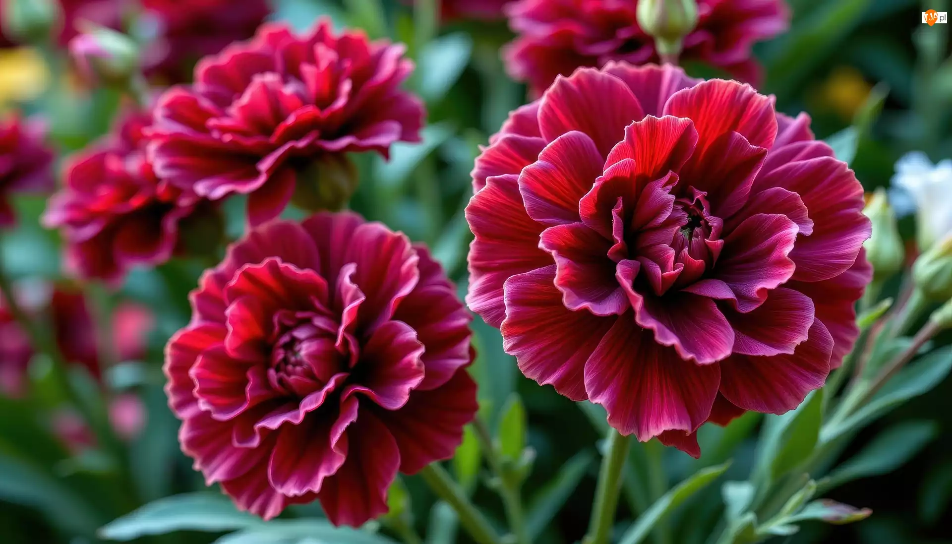 Zbliżenie, Kwiaty, Goździki, Ciemnoczerwone