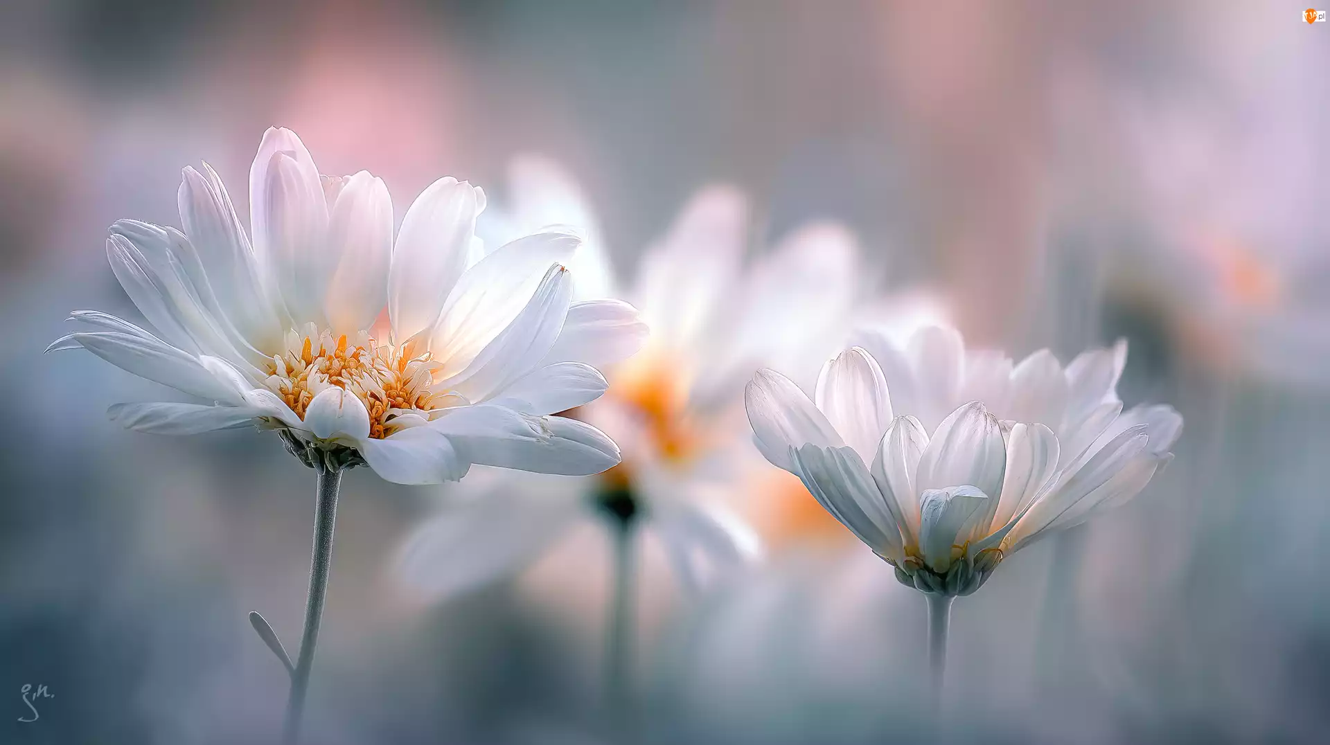 Grafika AI, Margerytki, Kwiaty