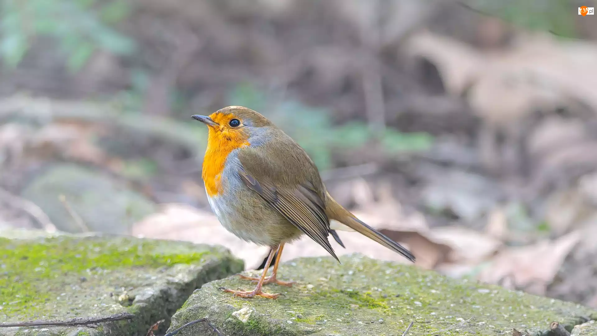 Kamienie, Ptak, Rudzik