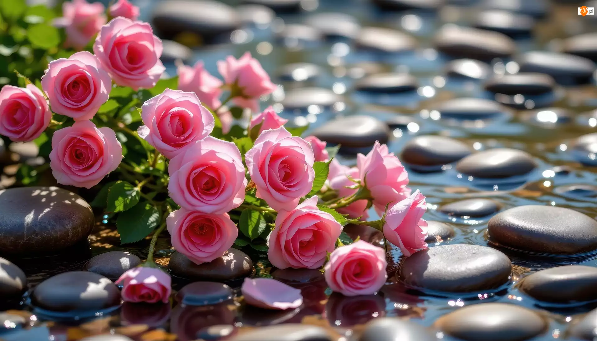 Woda, Różowe, Róże, Kamienie