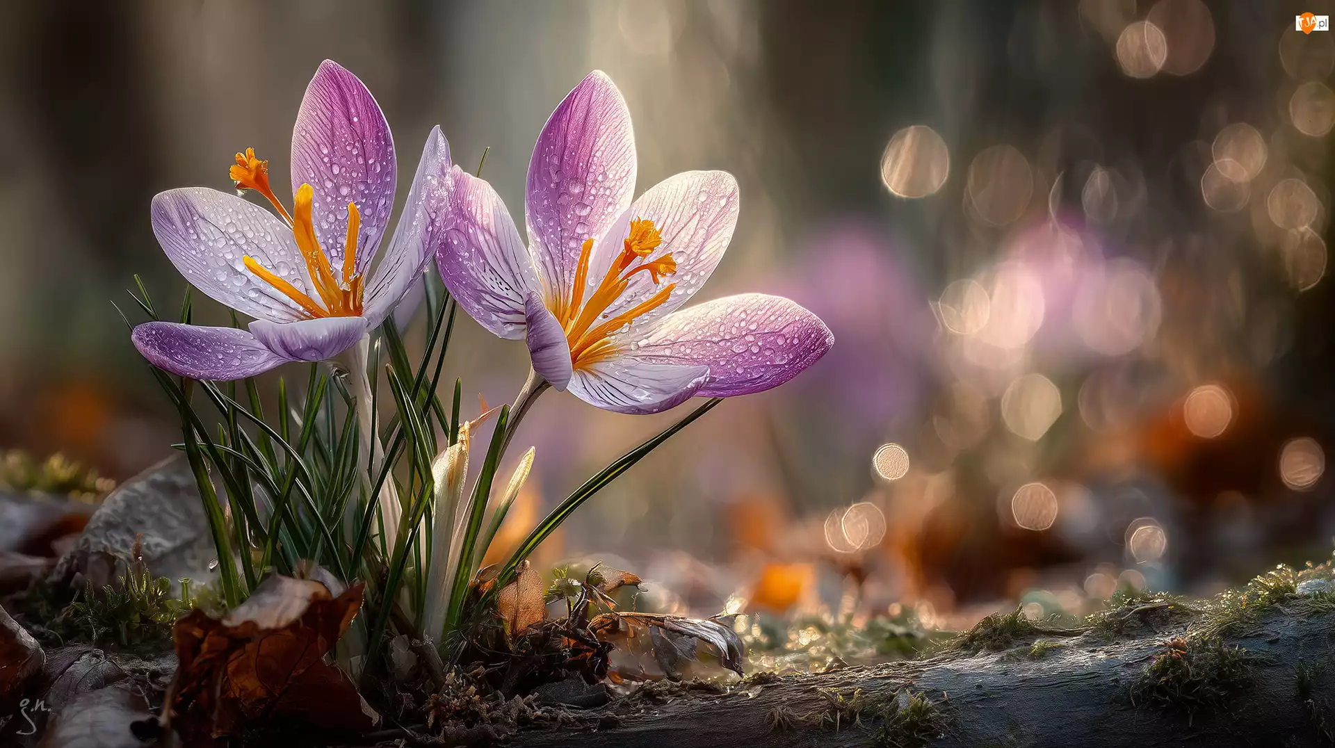 Grafika AI, Fioletowe, Krokusy