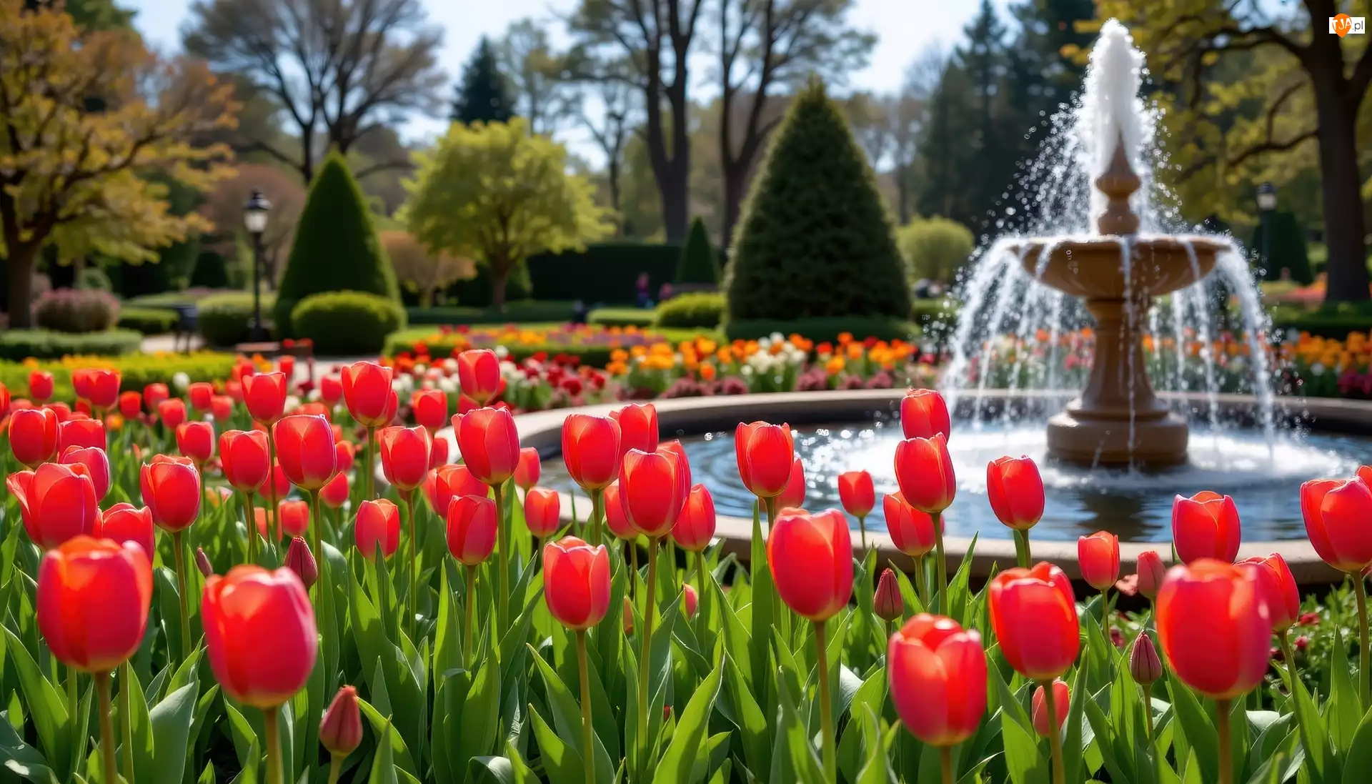 Fontanna, Kwiaty, Wiosna, Park, Drzewa, Tulipany, Czerwone