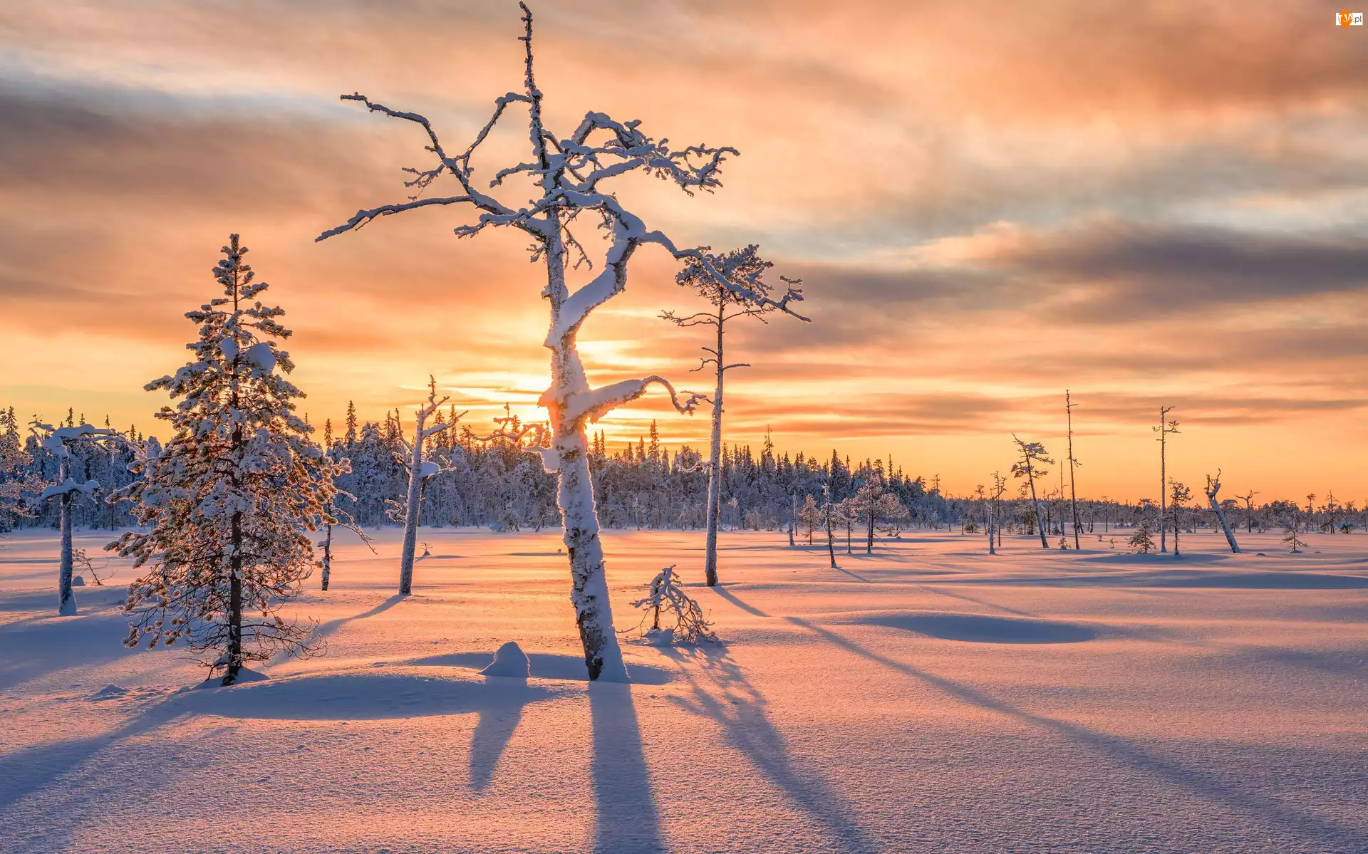 Bezlistne, Cień, Drzewa, Zima, Ośnieżone