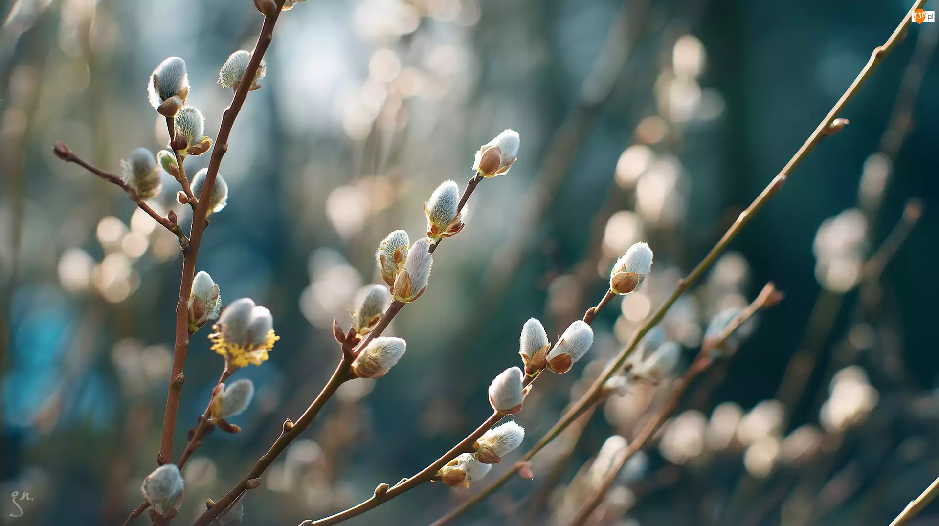 Gałązki, Grafika AI, Kotki, Bazie, Wierzba