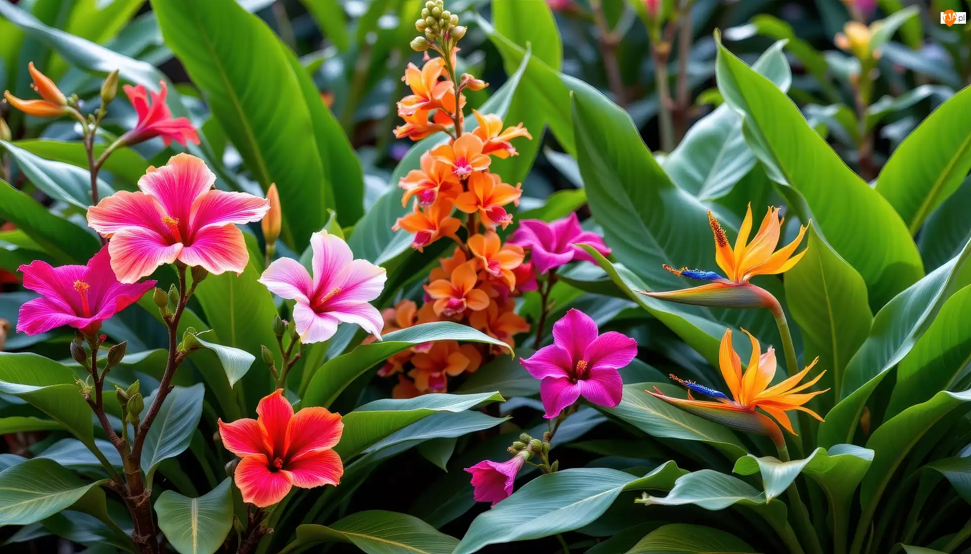 Liście, Kwiaty, Hibiskusy, Storczyki