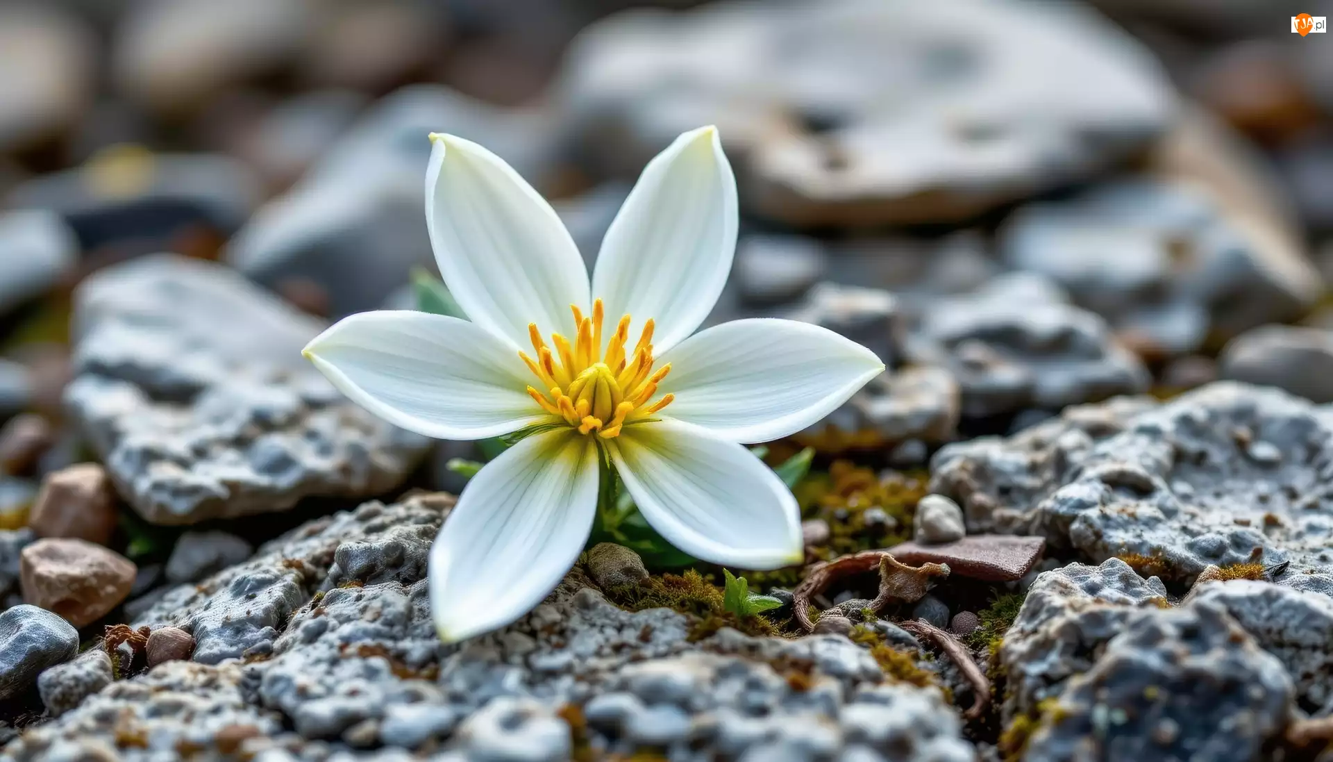Kamienie, Biały, Kwiat