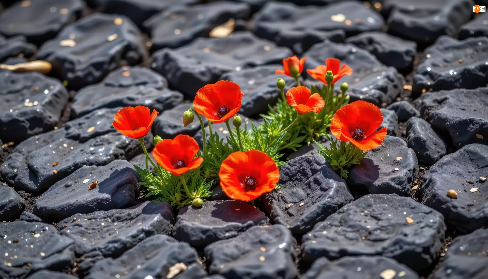 Kamienie, Czerwone, Maki, Czarne