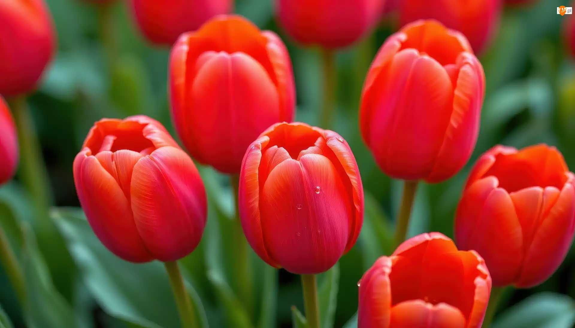 Tulipany, Czerwone, Nierozwinięte, Kwiaty