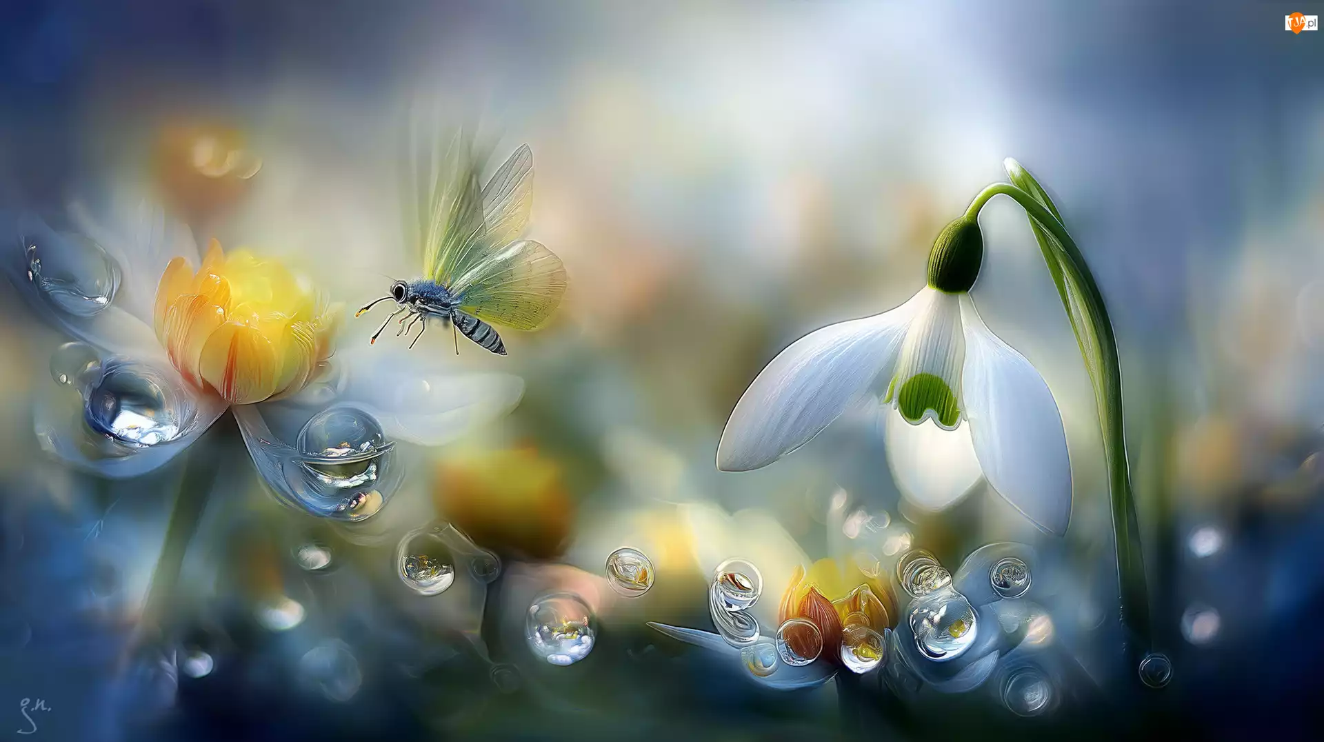 Motyl, Grafika AI, Kwiat, Przebiśnieg, Krople