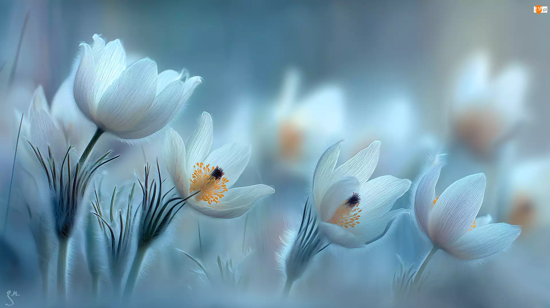 Grafika AI, Białe, Kwiaty, Sasanki