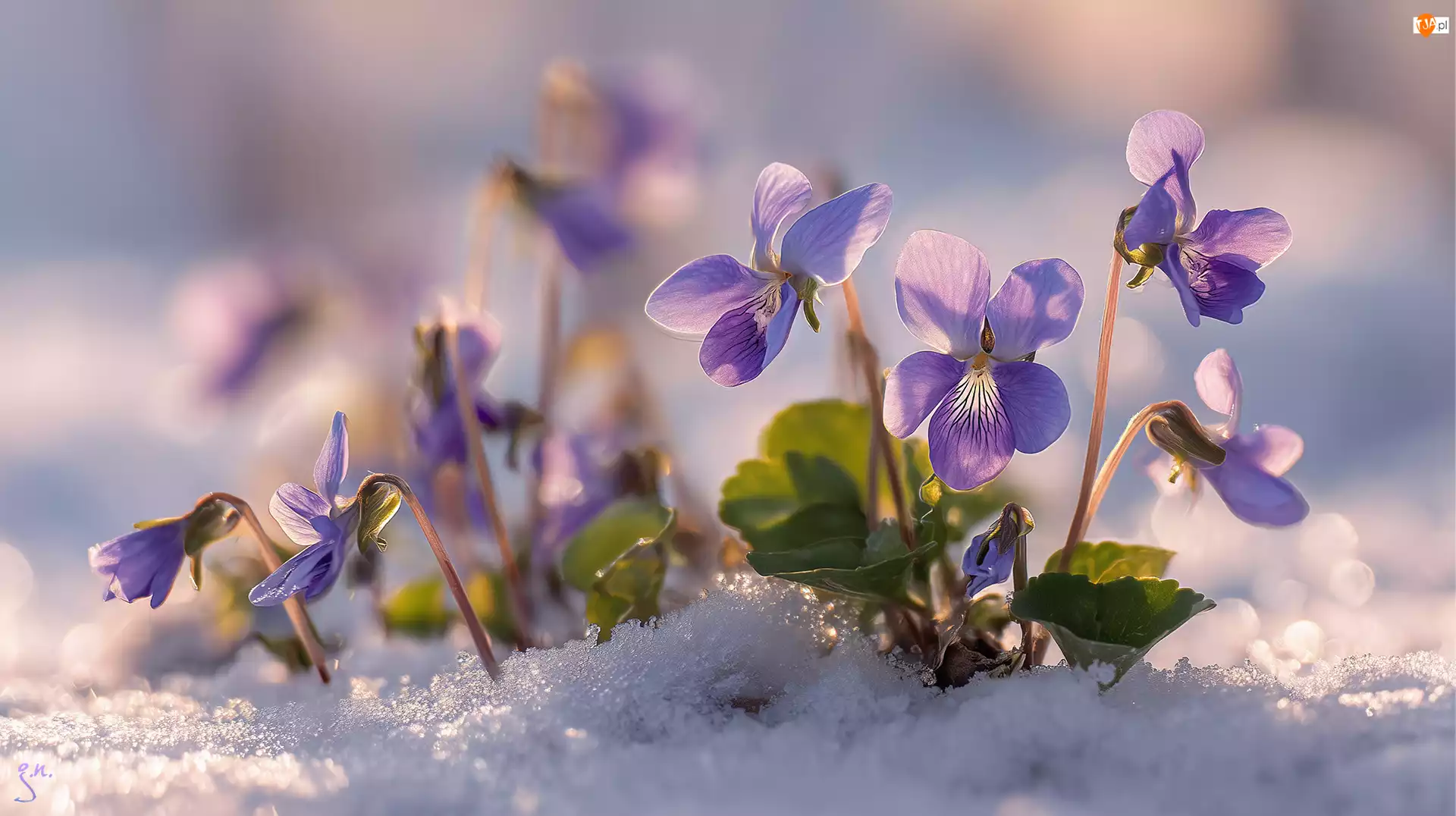 Kwiaty, Grafika AI, Fiołki wonne, Fioletowe, Śnieg