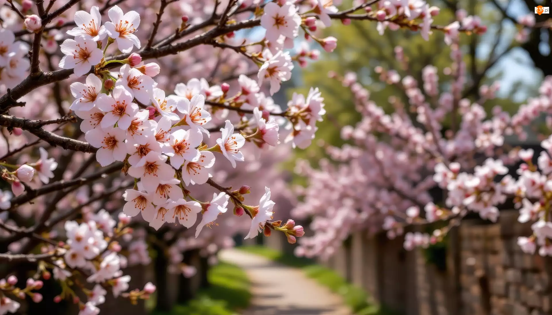 Drzewa owocowe, Gałązki, Grafika AI, Kwitnące, Droga, Kwiaty, Jasnoróżowe