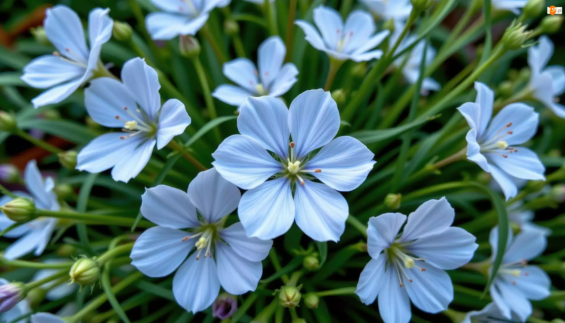 Kwiaty, Jasnoniebieskie, Rozwinięte
