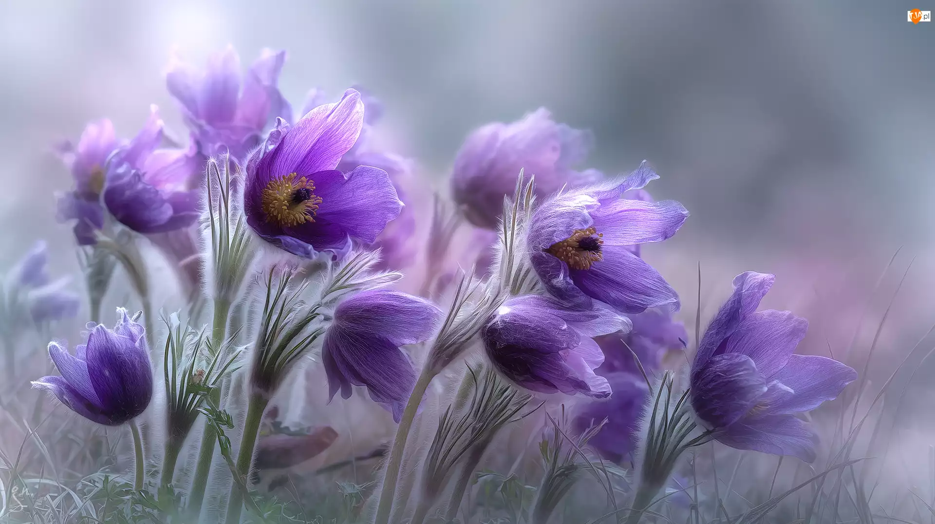 Grafika AI, Fioletowe, Sasanki, Kwiaty