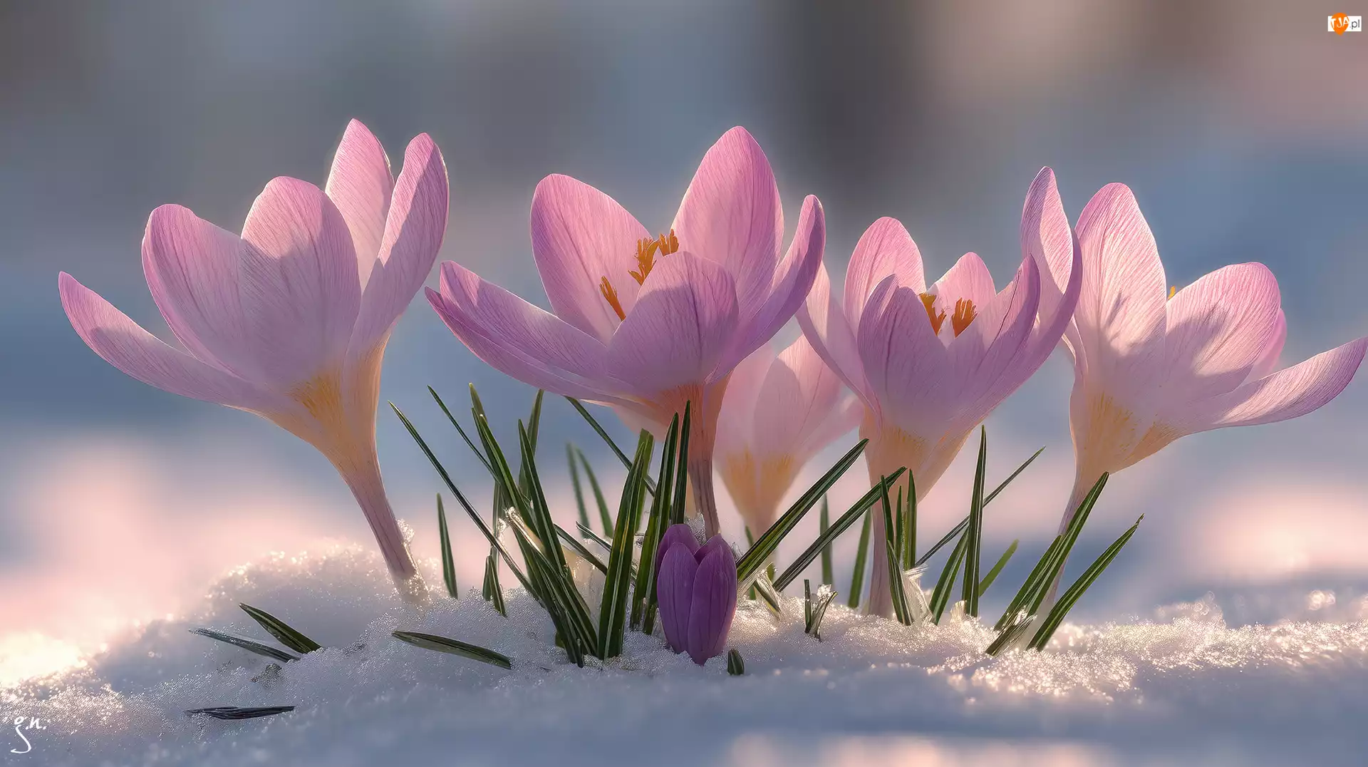 Krokusy, Grafika AI, Różowe, Rozwinięte, Śnieg