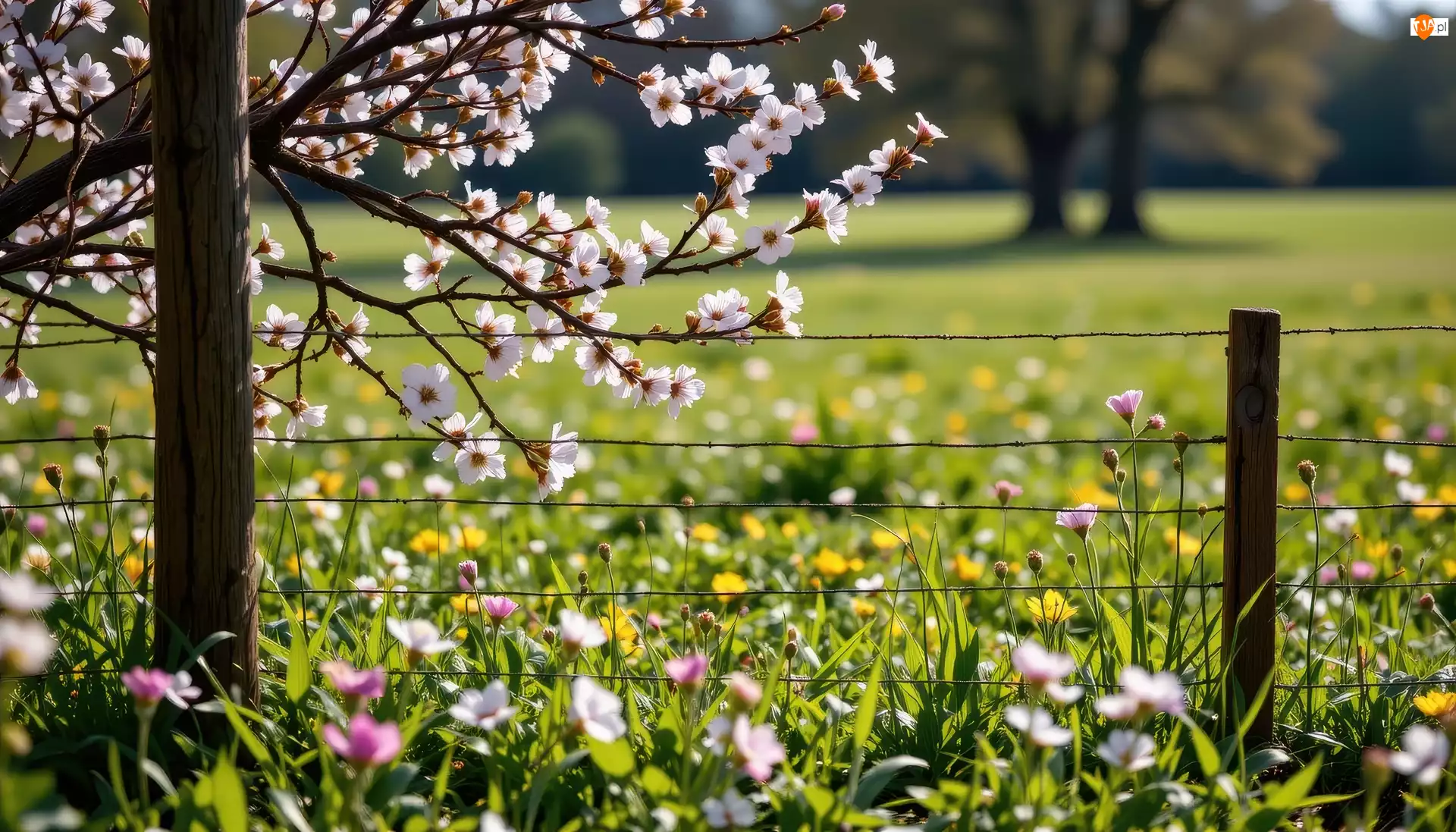 Ukwiecone, Wiosna, Łąka, Ogrodzenie, Gałązki, Kwiaty