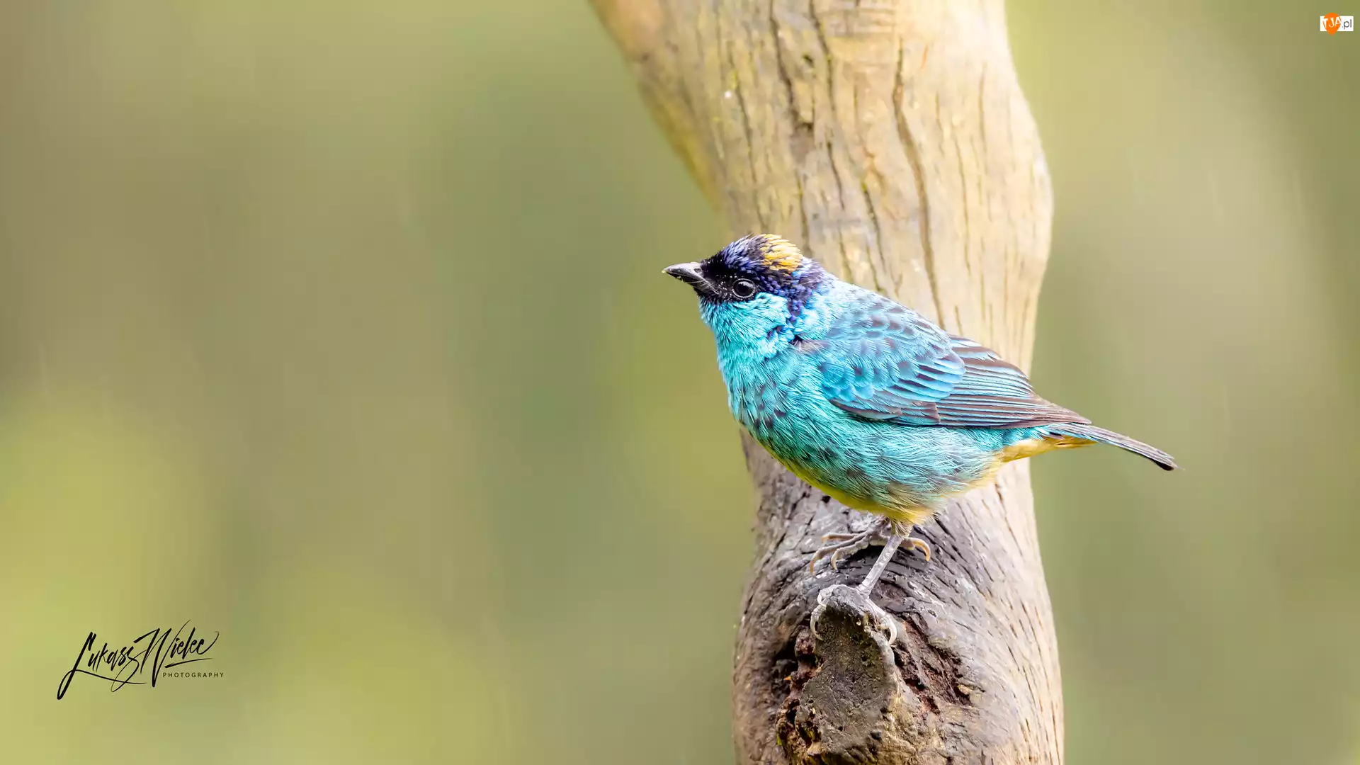 Kolorowy, Gałąź, Tanager, Tangarka błękitna, Ptak