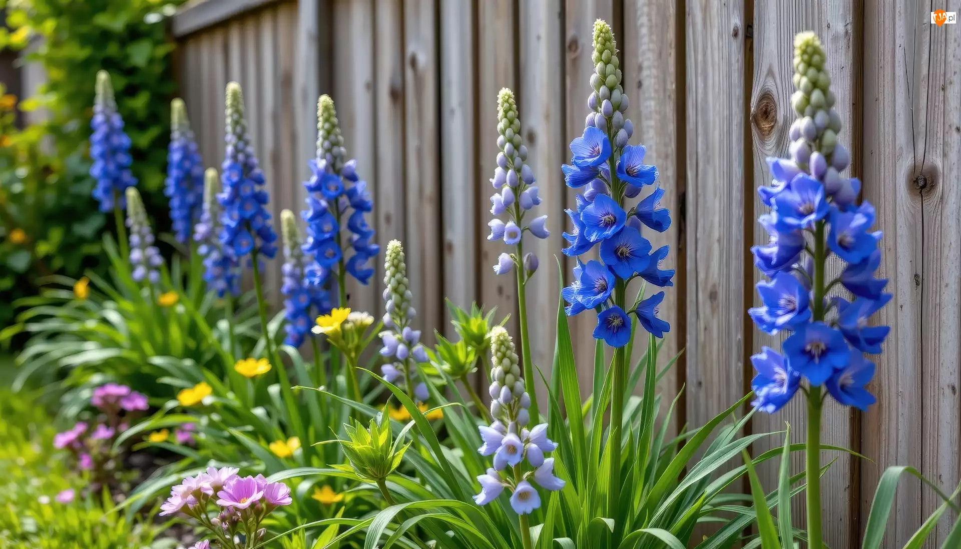 Płot, Kwiaty, Niebieska, Ostróżka