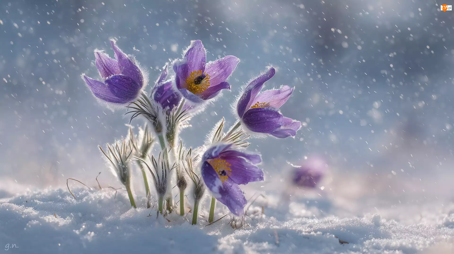 Grafika AI, Fioletowe, Sasanki, Śnieg