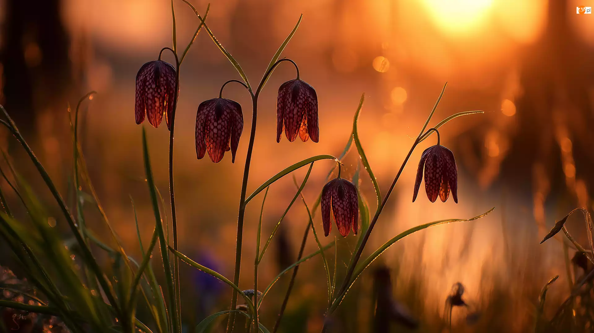 Grafika AI, Szachownica kostkowata, Kwiaty