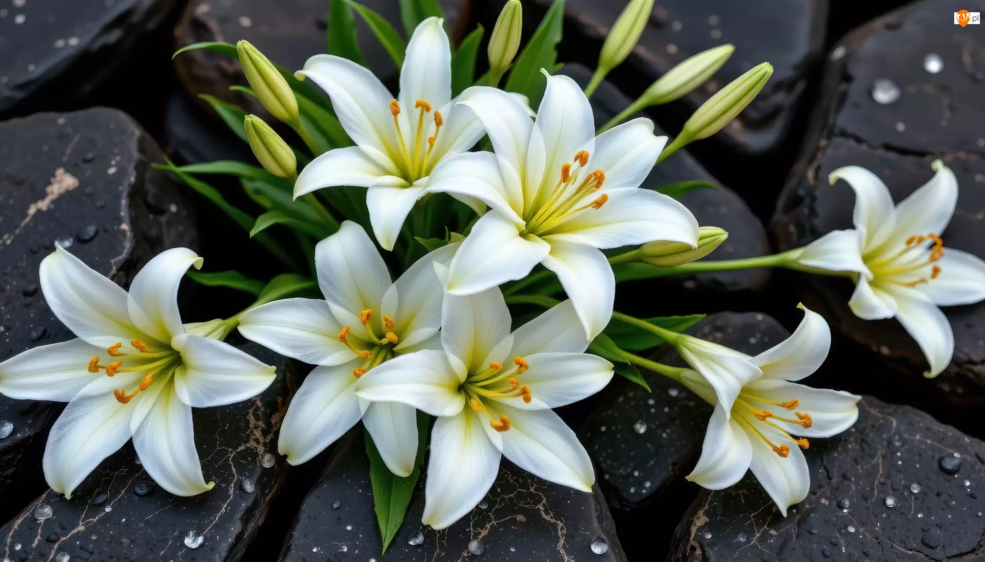 Lilie, Krople, Białe, Kwiaty, Kamienie