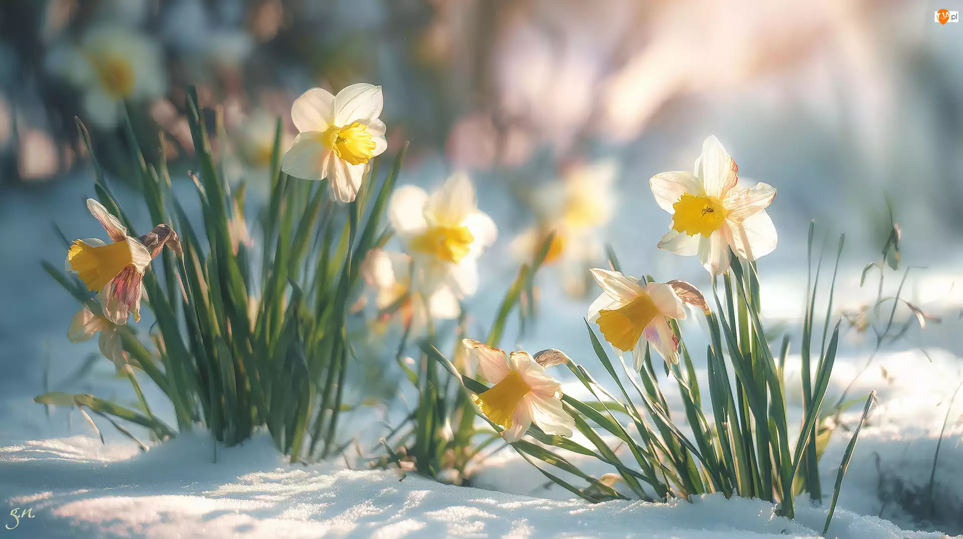 Grafika AI, Narcyzy, Kwiaty, Śnieg