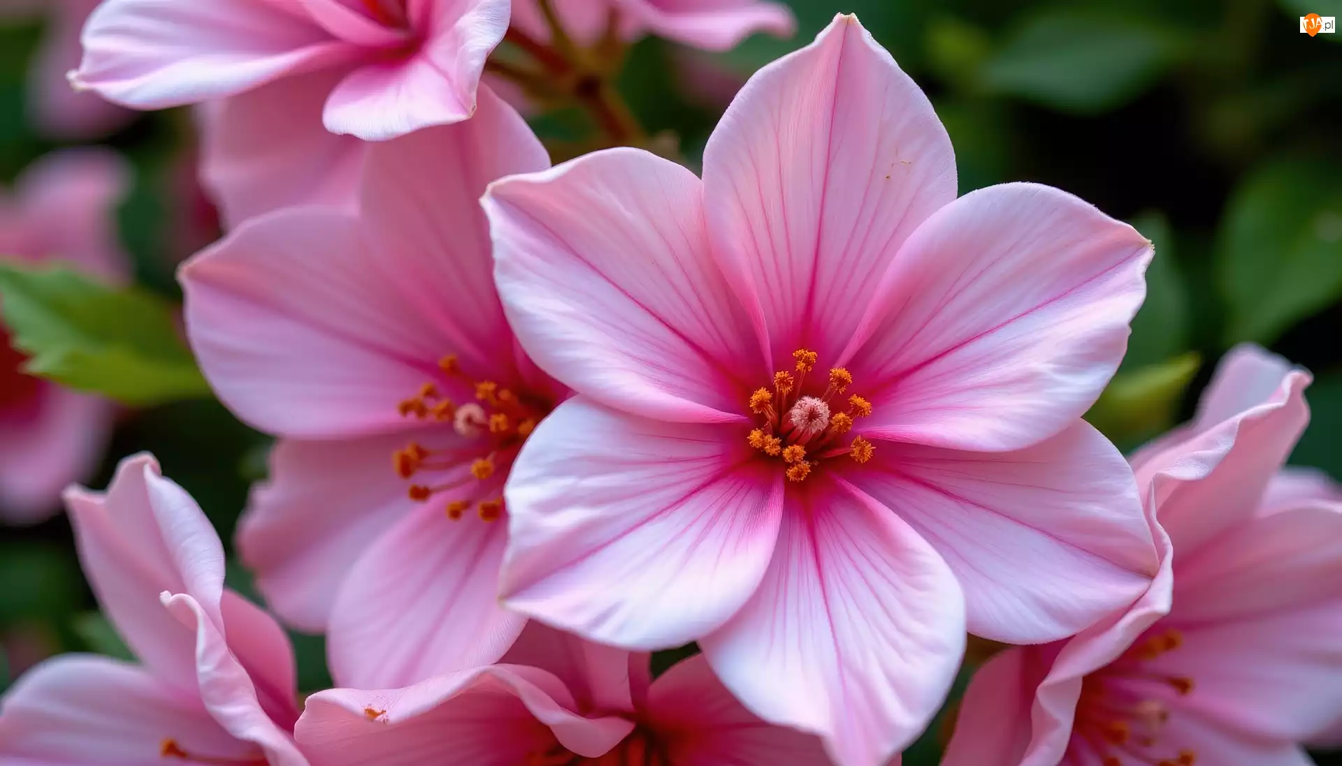 Zbliżenie, Różowe, Kwiaty, Grafika AI