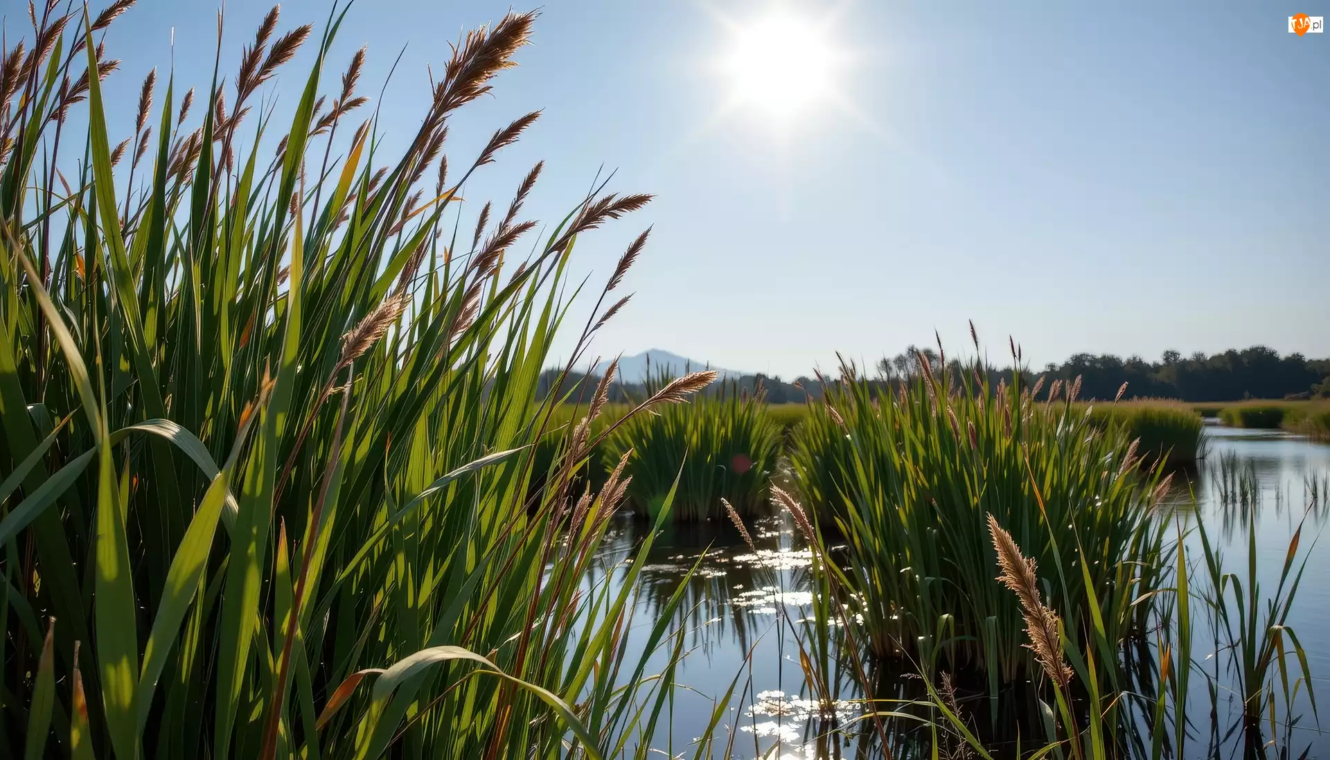 Jezioro, Trzciny, Trawa, Słoneczny blask