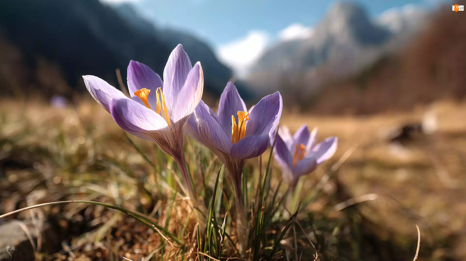 Krokusy, Grafika AI, Fioletowe, Dwa, Kwiaty