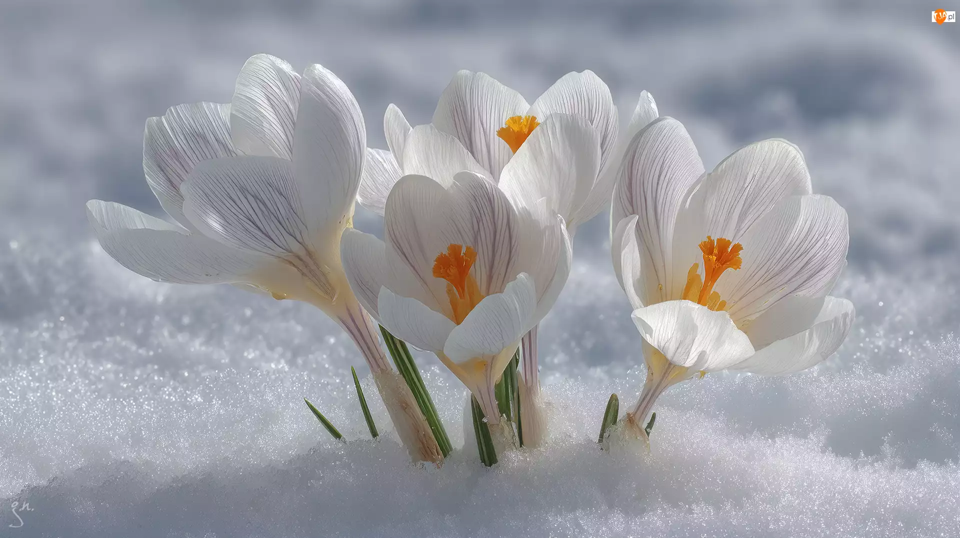 Śnieg, Grafika AI, Krokusy, Białe, Zbliżenie