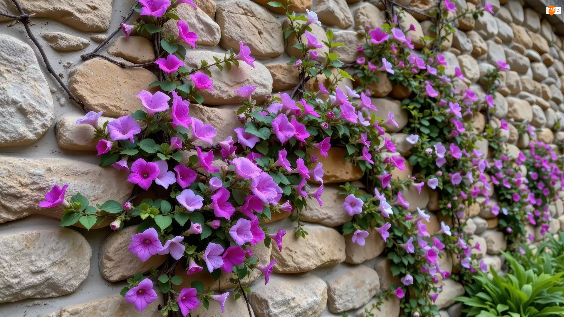 Pnące, Kwiaty, Kamienie, Mur, Purpurowe