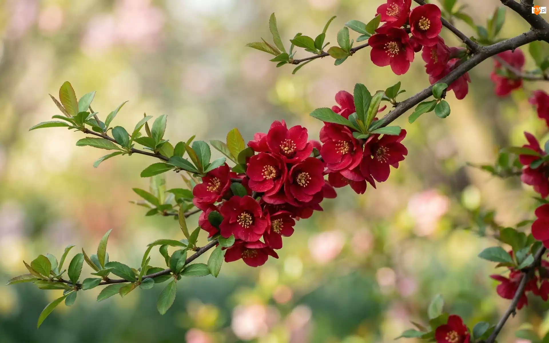 Kwiaty, Pigwowiec, Czerwone, Gałązki, Listki