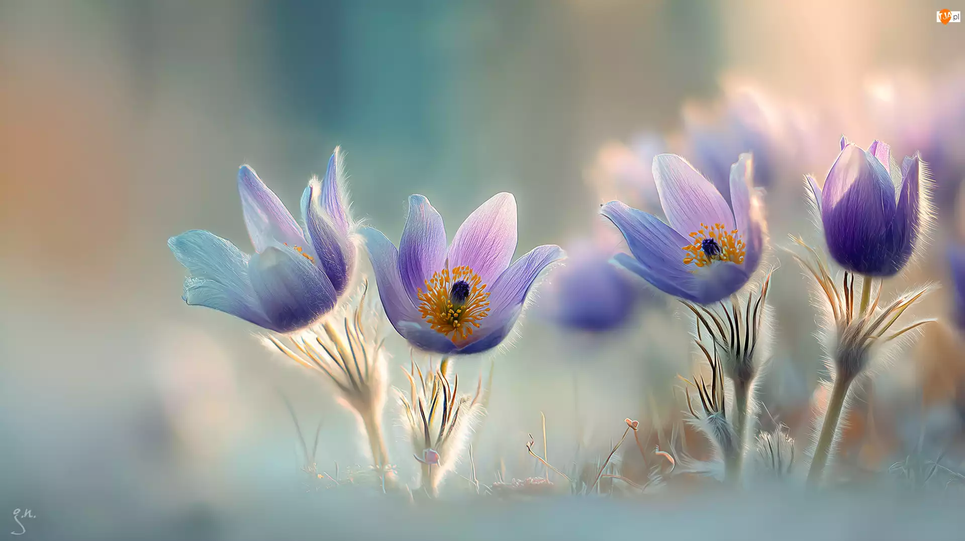 Grafika AI, Cztery, Sasanki, Kwiaty