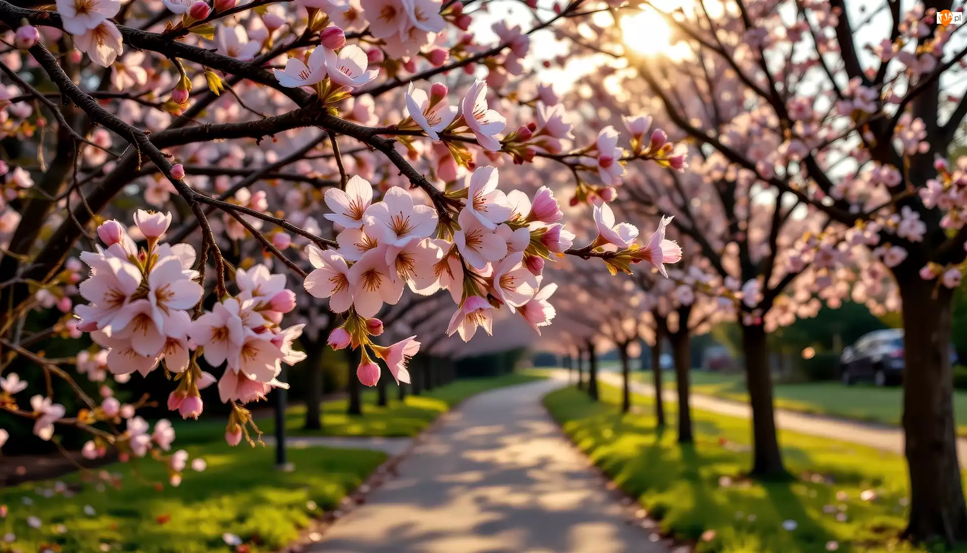 Gałązki, Grafika AI, Drzewa, Kwitnące, Aleja