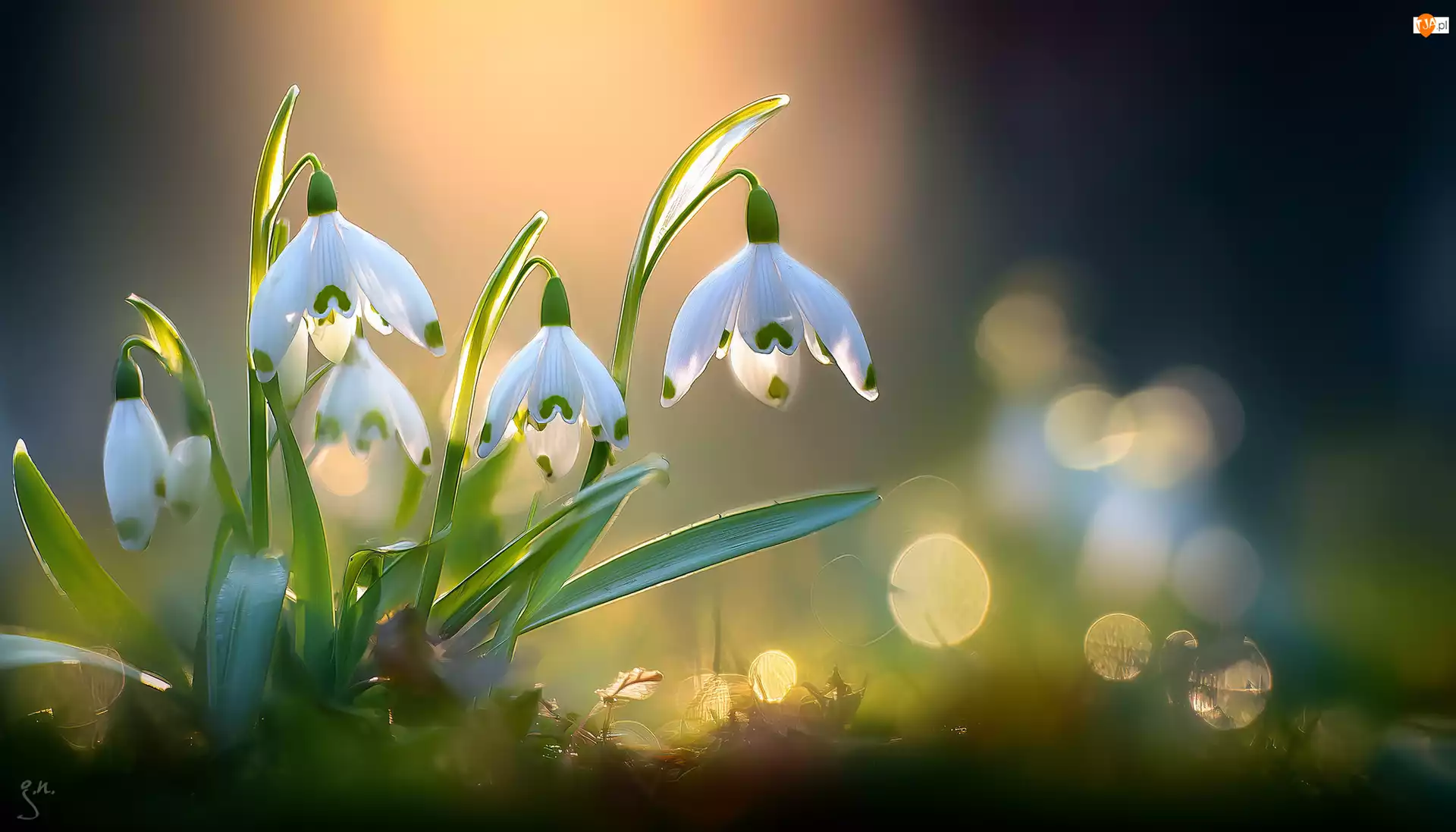 Grafika AI, Przebiśniegi, Białe, Kwiaty