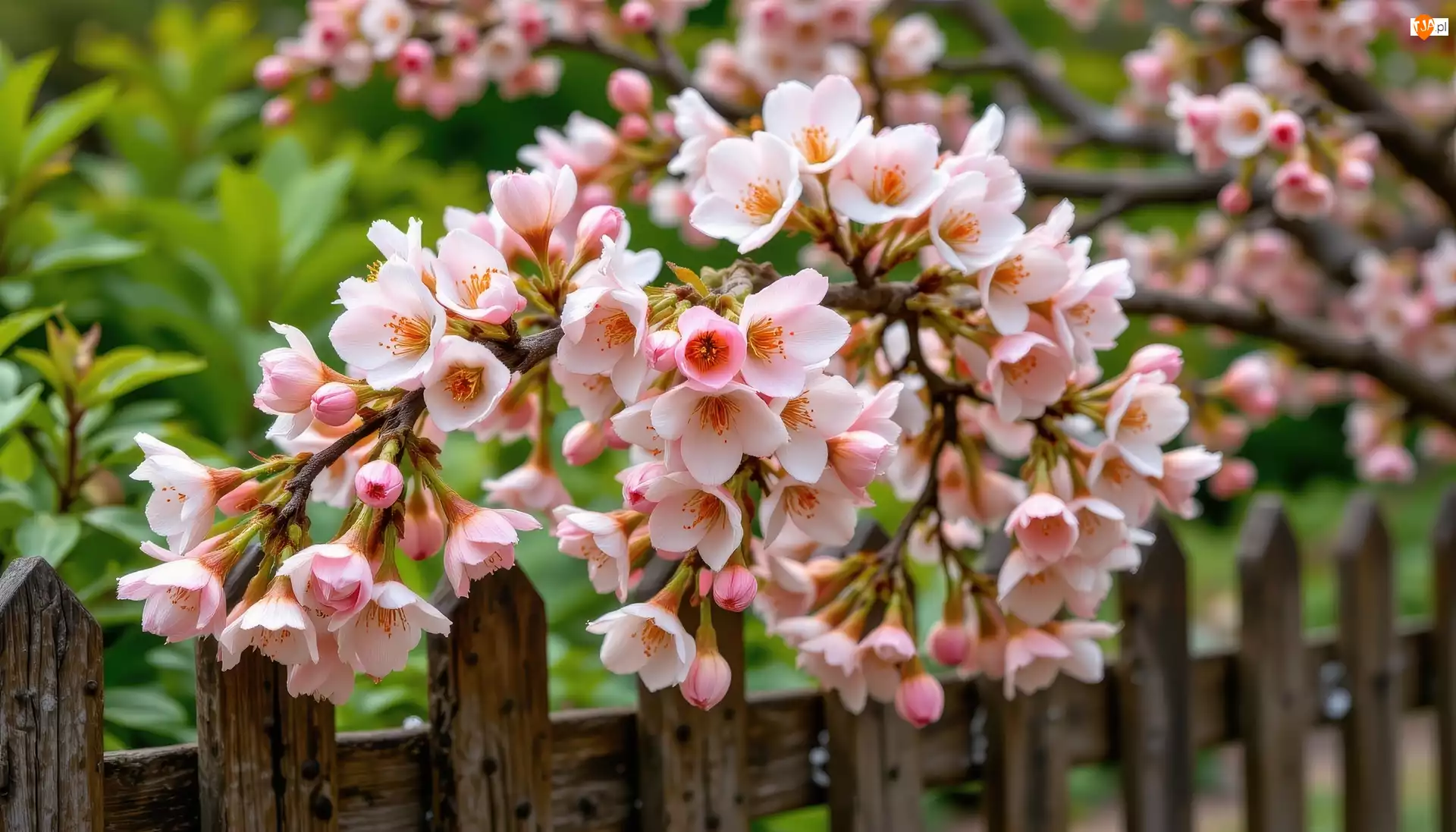 Kwiaty, Płot, Jasnoróżowe, Gałązka, Drzewo owocowe